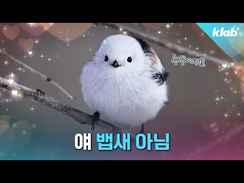 세상에서 제일 귀엽다는 ‘뱁새’! 그런데 진짜 뱁새는 따로 있다고요? (ft. 오목눈이)｜크랩