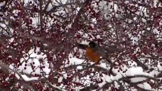 Robins in the Snow