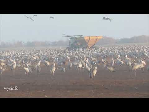 Wysinfo Docuwebs: Crane Project in Hula Valley