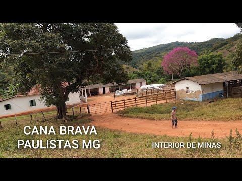 CANA BRAVA | PELAS ESTRADAS DA ZONA RURAL , DE PAULISTAS MG ,TERRA DE MUITOS SÍTIO E FAZENDAS BONITA