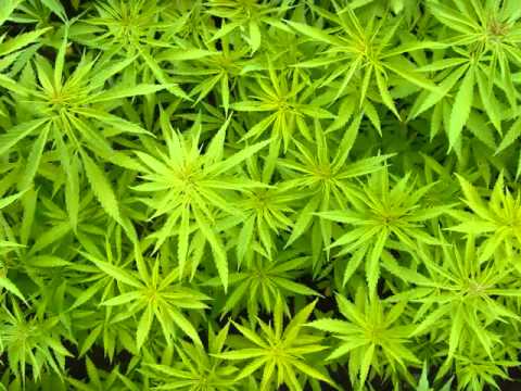 Ras Matthew - Ganja in my Brain