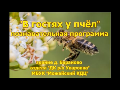 "В гостях у пчёл" познавательная программа для детей