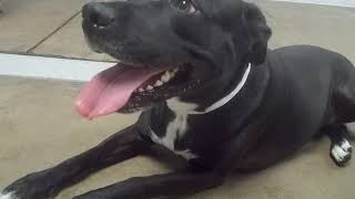 Radon Rap-Lyrics in Description