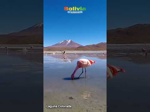 Laguna Colorada Bolivia 🇧🇴 | El Espectáculo Natural de Potosí - Visit Bolivia