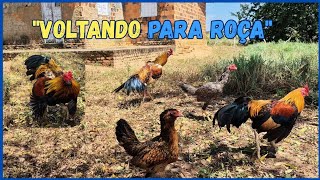 LEVEI a GALINHA Índio e SOLTEI o Frango GSB na roça 