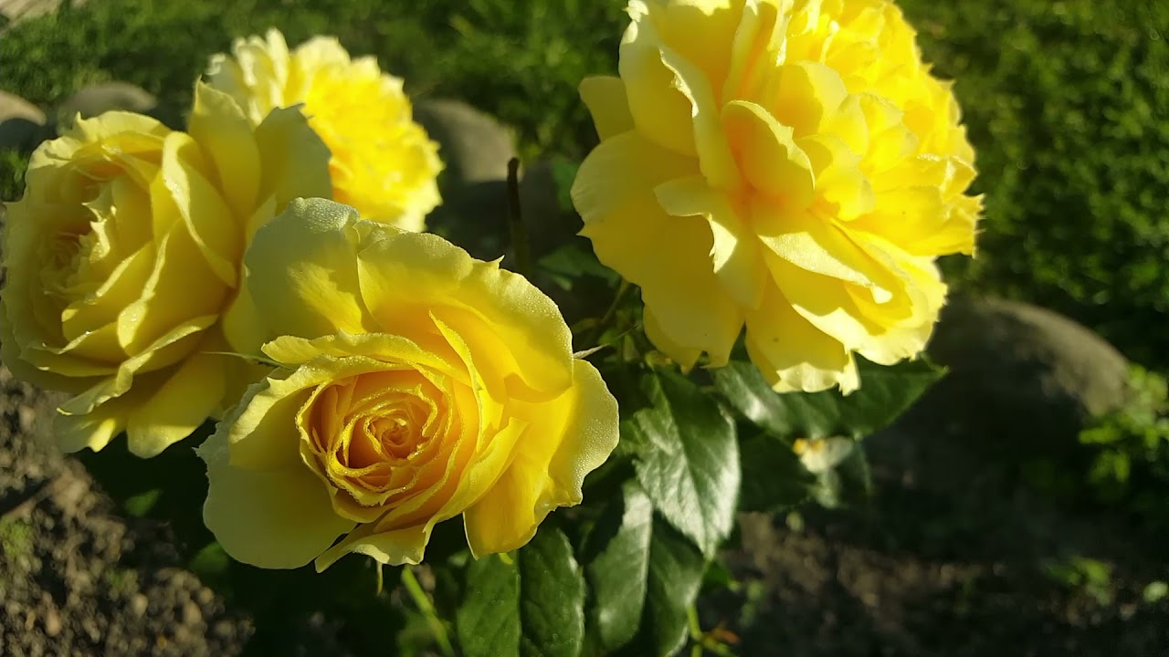 Очень красивая роза China Girl (Чайна Гёл)