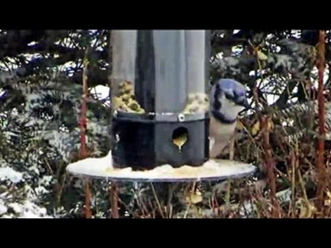 Birds Feeding in Snowstorm, Part 1 - February 17, 2013