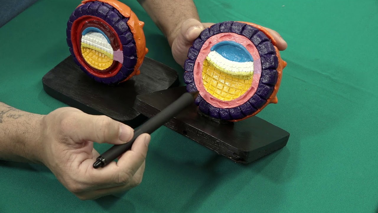 Formação do Mesoderma Extra-embrionário