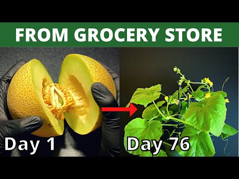 How To Grow Galia Melon From Seed | Melurth