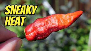 I Was Fooled! This Pepper is Crazy Hot