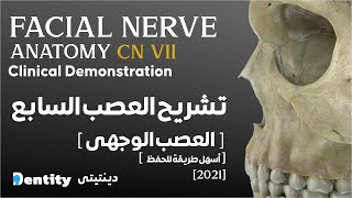 Lesser Petrosal Nerve Watch HD Mp4 Videos Download Free