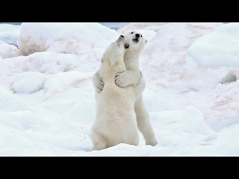 To the Arctic 3D (Clip 'At Home Here')