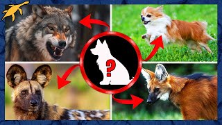 ORIGEM e EVOLUÇÃO dos CÃES, LOBOS e RAPOSAS (Canídeos)