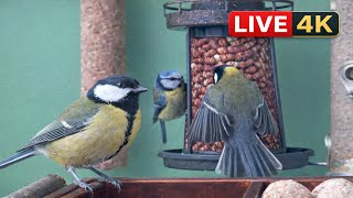 Warmian-Masurian Voivodeship · Pasłęk · KARMNIK NA TARASIE W PASŁĘKU live stream