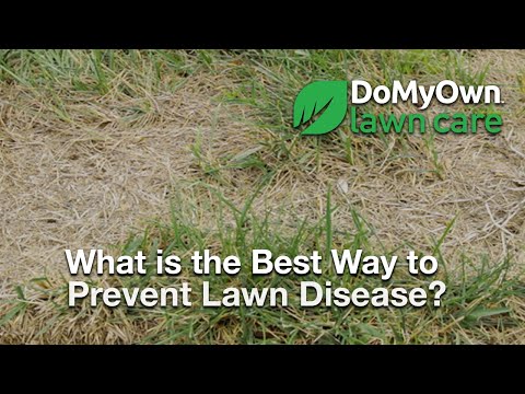  What is the Best Way to Prevent Lawn Disease? - Lawn Care Tips Video 