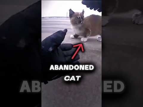 Cop arrests cat for assault… #bodycam #police