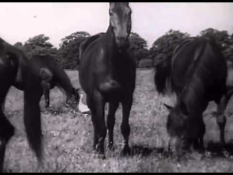 Hauptgestüt Trakehnen