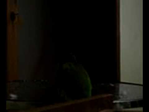 Caturrita (Quaker Parrot) cantando atirei o pau no gato