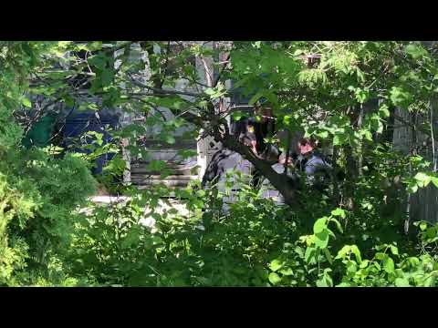 Bystander video of arrest of Evan Penner