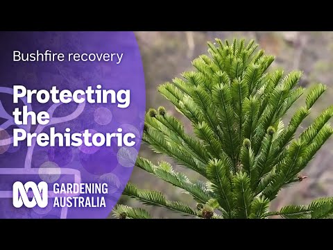 Protecting the prehistoric Wollemi Pine from fire | Bushfire recovery | Gardening Australia