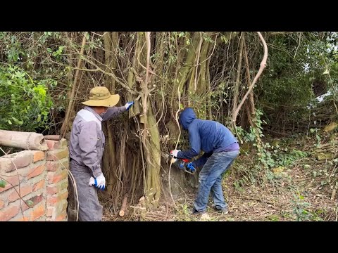 Cut down 3 dangerous overgrown fig trees on the side of the road