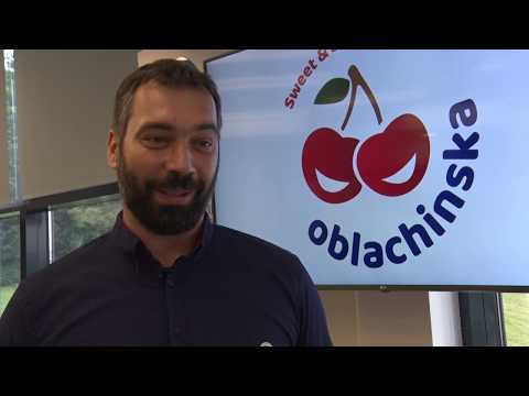 OBLAČINSKA VIŠNJA - ZLATNA sirovina