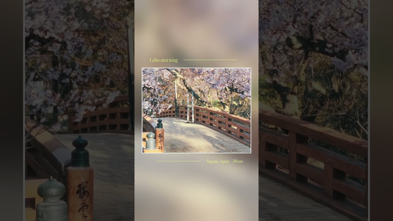 桜と過ごす静かな朝 shot on iPhone