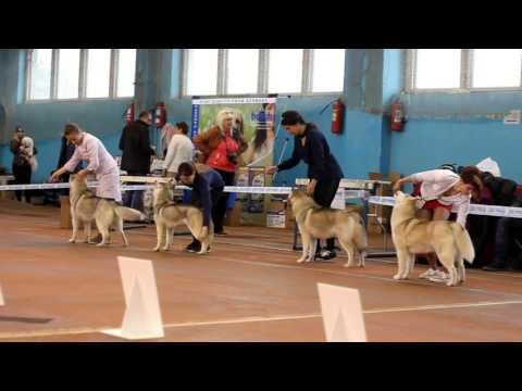 Octavia, ring 12 03 17