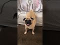 Dog Farts Into Fan Prank