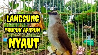 Download lagu Suara burung trucukan gacor memanggil lawan Pancingan trucuk betina memanggil jantan agar bunyi mp3