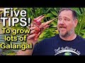 5 Tips How to Grow a Ton of Galangal in Container or Garden Bed 5 Tips How to Grow a Ton of Galangal in Container or Garden Bed
