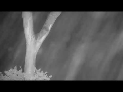 Djuma: Heavy rain in Djuma - 21:18 - 04/25/2022