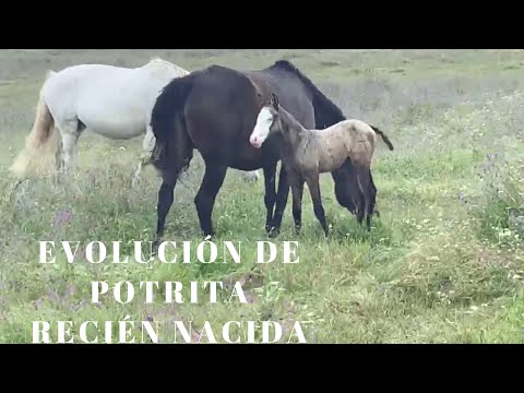 CABALLOS. YEGUADA PURA SANGRE LUSITANO DE VICTORINO MARTIN: EVOLUCIÓN DE QUINCEÑA
