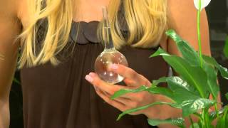 Royal Gardineer Mini-Bewässerungskugeln aus Glas 4er-Set