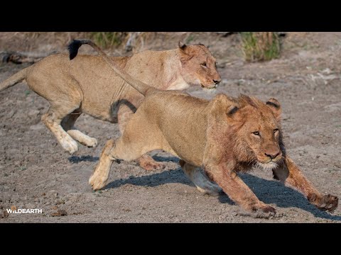 Hunting morning - SafariLIVE Sunrise - 31 January 2026