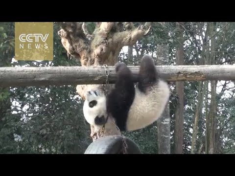 Panda with gymnastic abilities