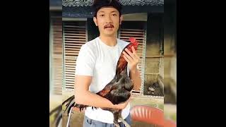 Download lagu Story Wa ' PERCUMA GANTENG KALO GA MAIN AYAM' Ayam tarung mp3