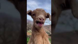 Download lagu Is the lamb cute #babylamb #cuteanimal #animals #cutefarmanimal #goat #littlelamb #cutegoat #cute mp3