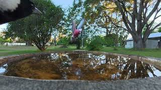 Download lagu @ the bird bath (ep 5) . Sights and sounds of Australian bird life. Landing rights dispute today. mp3