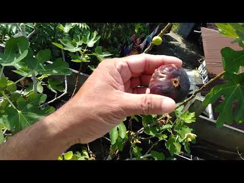 Kurtmani or Red Palestine Fig