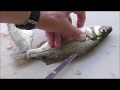 How to fillet White Perch