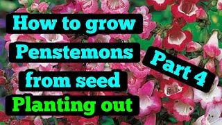 How to grow Penstemon from seed part 4