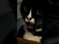 Top 10 Amazing Facts About Tuxedo Cats Tuxedocats Catfacts Cats