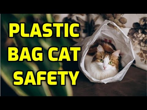 YouTube video about: Why are cats scared of plastic bags?