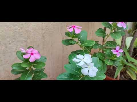i bought new flowers pots and garden soil for my garden |Sheeba Vlogs