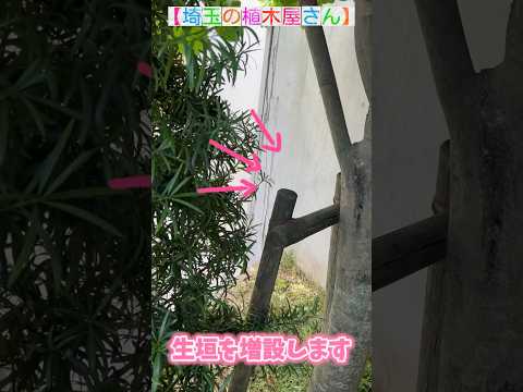 フルーツ生け垣の食用低木を植える方法