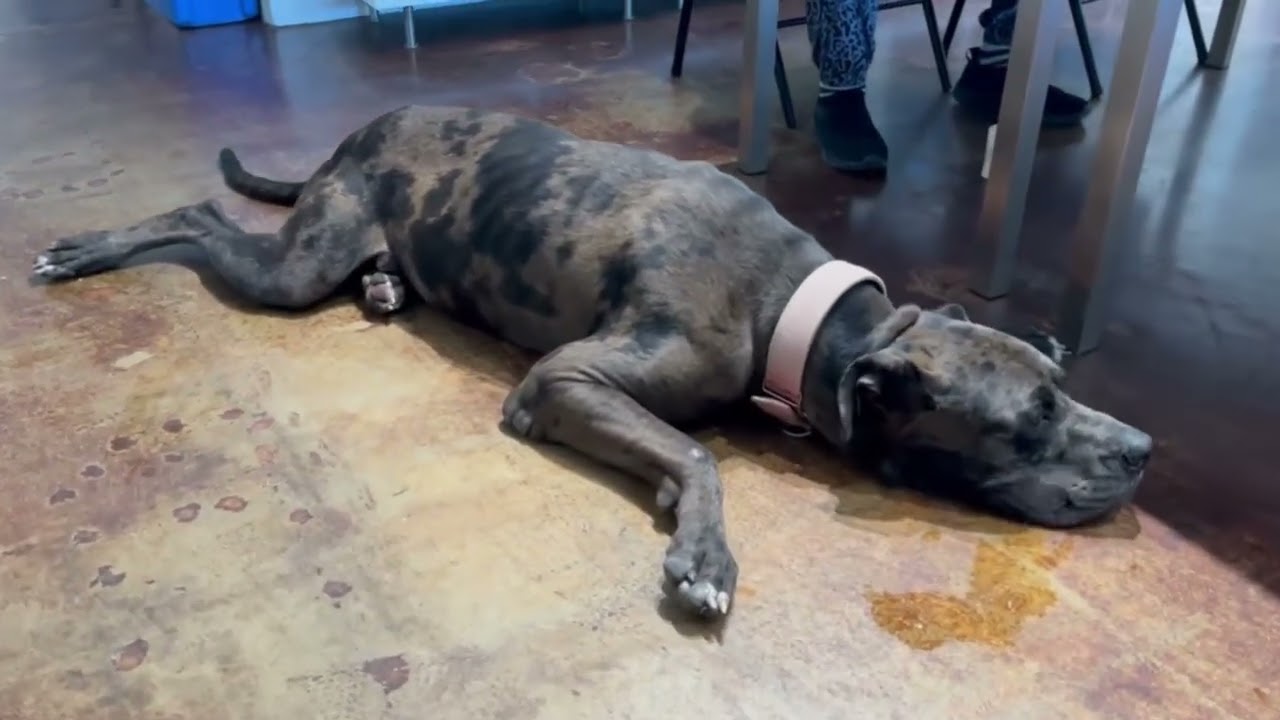 Enlarge Aries, a ADOPTABLE Great Dane in San Antonio, TX video 6/6