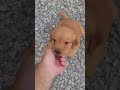 Golden Retriever dogs for sale: Robin - Video 1