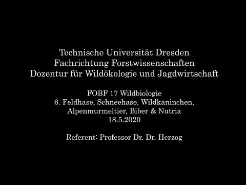 6. Feldhase, Alpenschneehase, Wildkaninchen, Alpenmurmeltier, Biber, Nutria und Ziesel