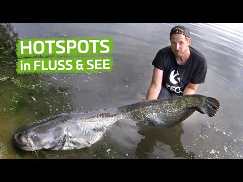 PLATZWAHL für SOMMERWELSE | Welsangeln in Fluss, Weiher und See